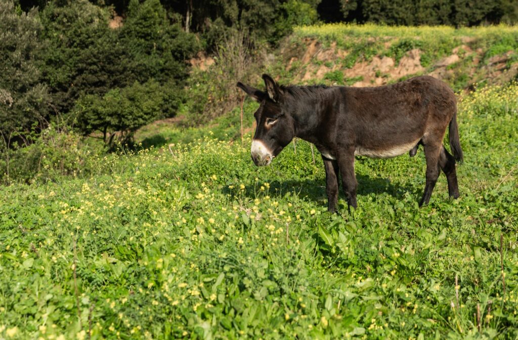 A lone donkey grazing in a green meadow