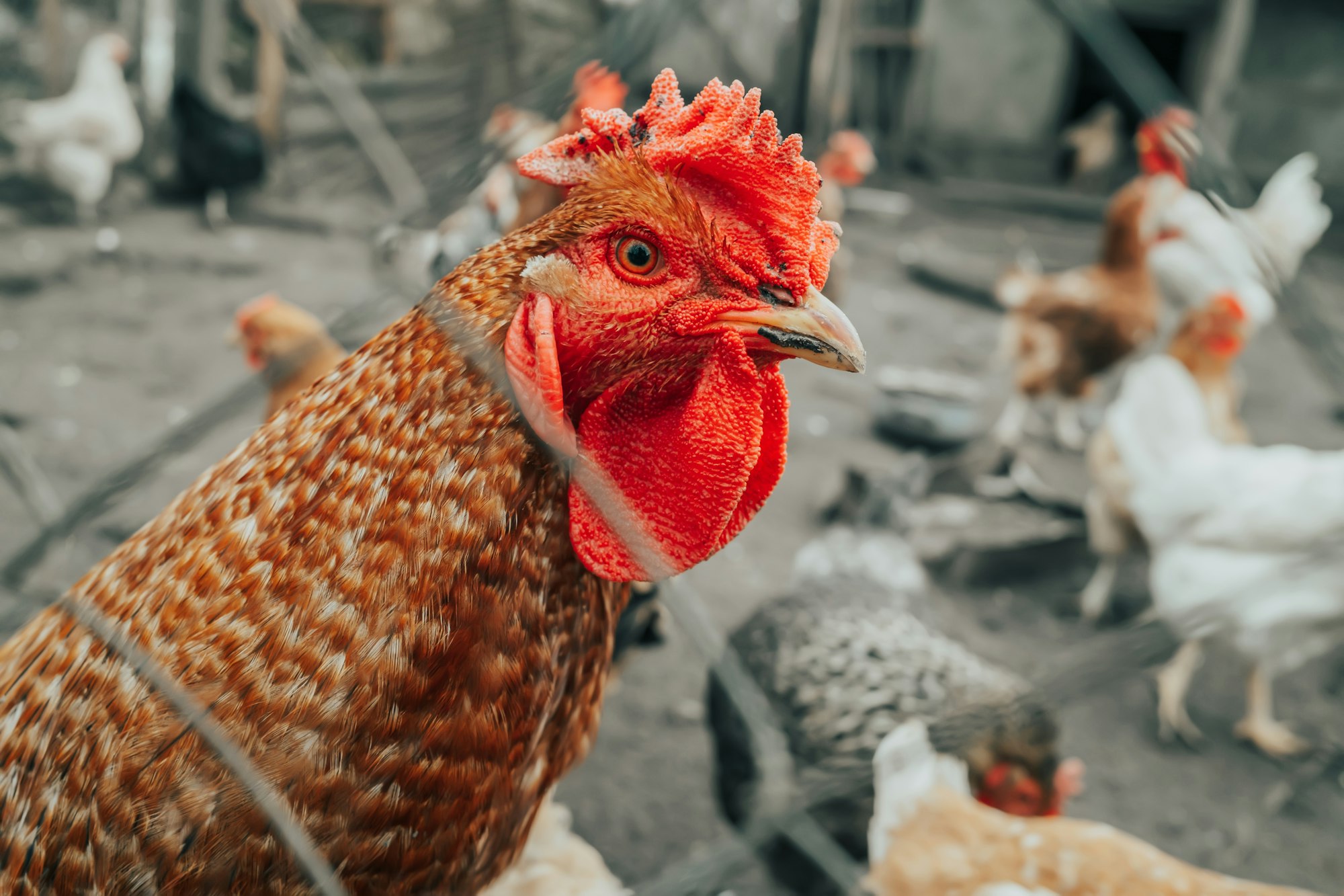 Beautiful close-up chicken on home farm. Livestock, housekeeping organic agriculture concept. Hen