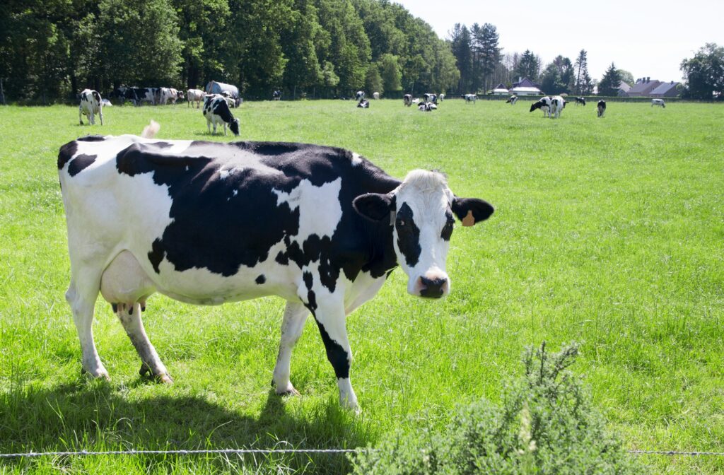 black and white cow portrait on the background of green pasture and cow herd in the distance, dairy