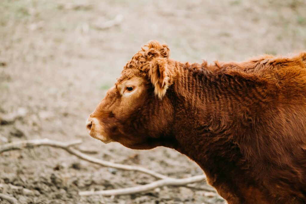 Brown Limousin cattle