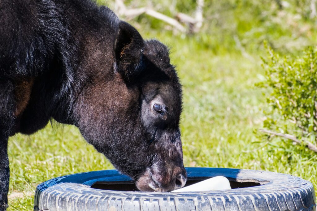 Calf licking a block a salt