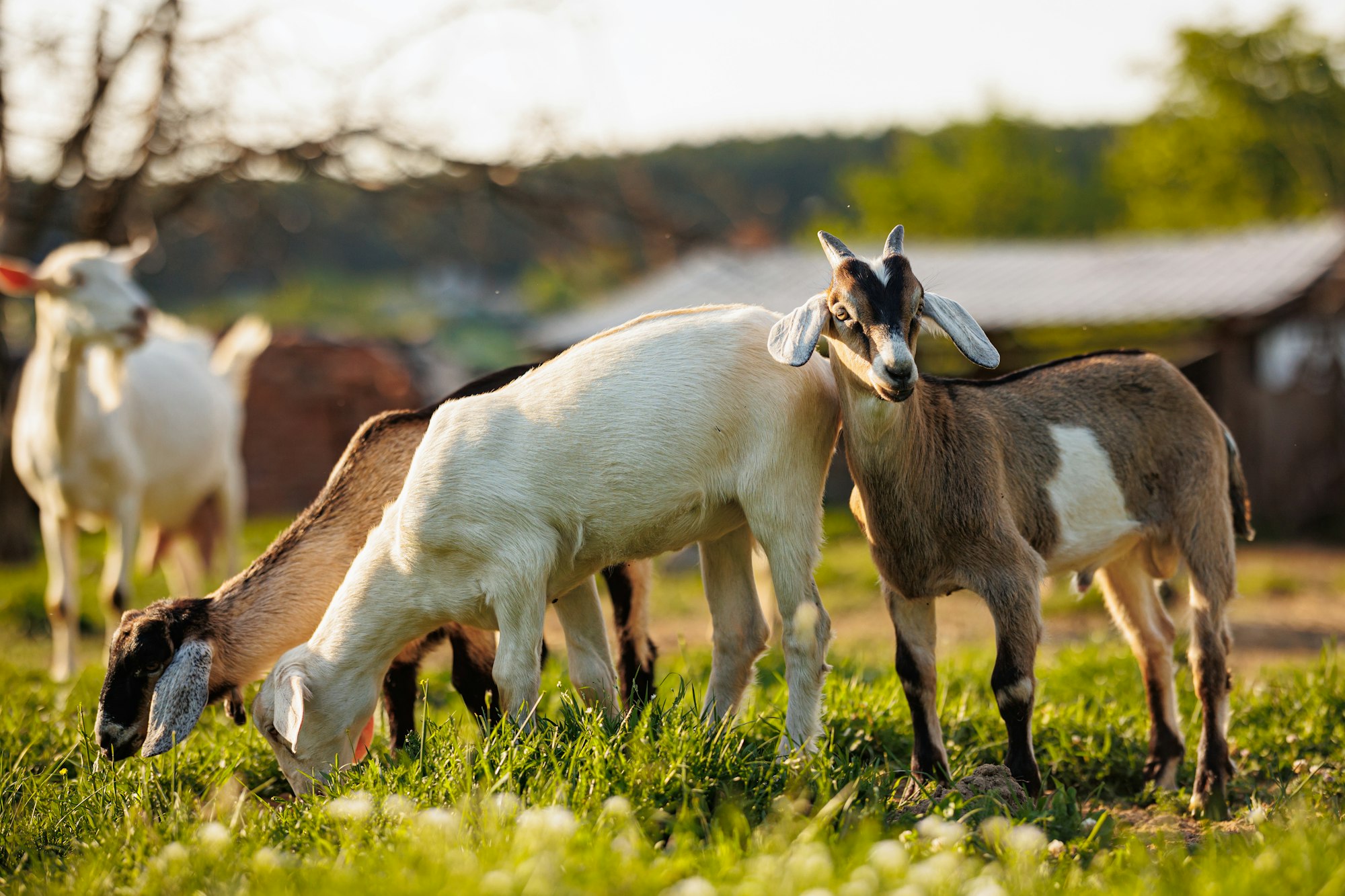 Cattle farming. Domestic goats in the eco farm. Goats eat fresh hay or grass on ecological pasture