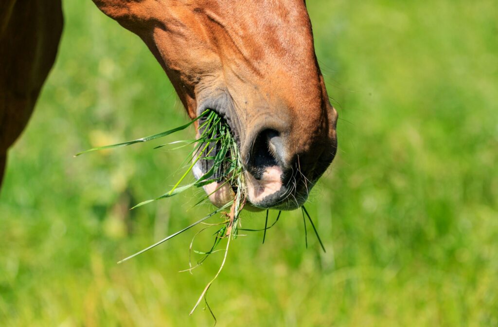 Close up of a horse eating grass