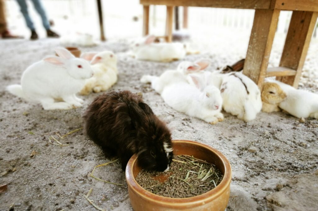 cute rabbit is eating from the wooden bowl at the pet farm