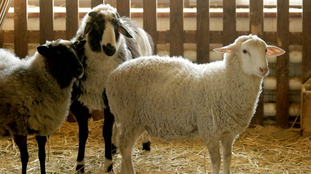 Cute sheeps in stable.