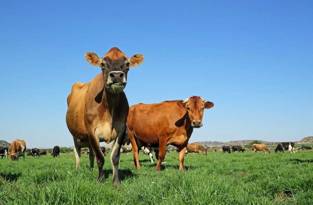 Dairy cows on green pasture