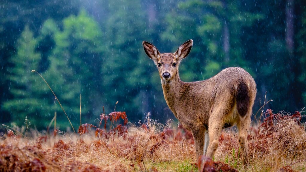 Deer in rain on plain