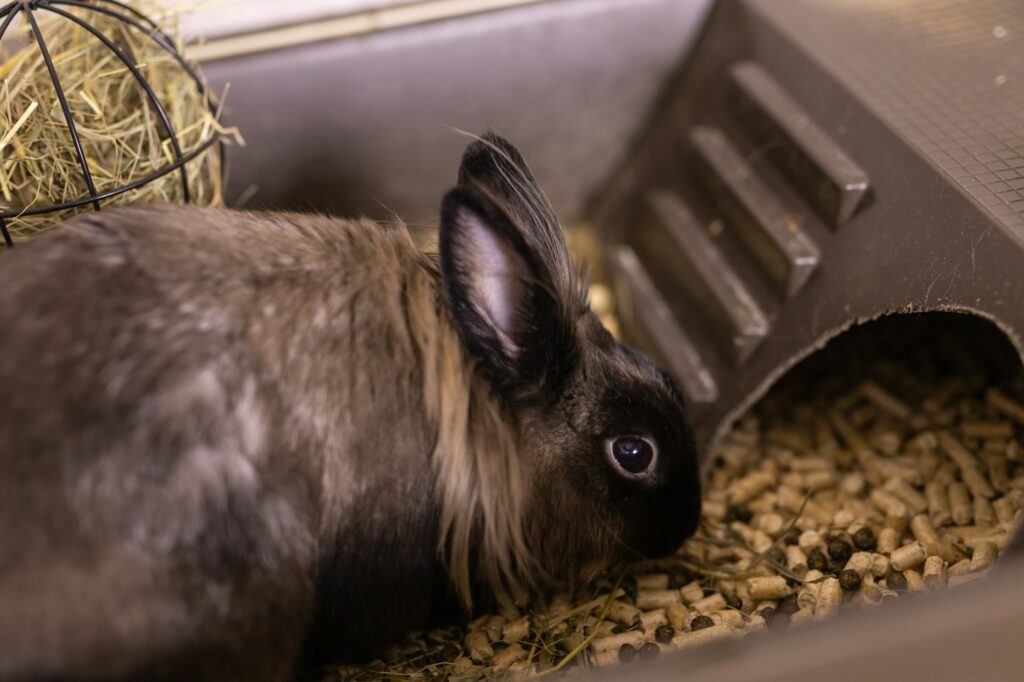 Funny bunny rabbit eating hay food close up - pet and domestic animal concept