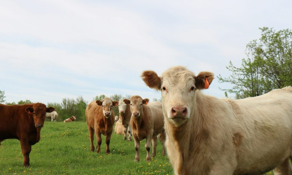 Group of Charolais cattle in the field