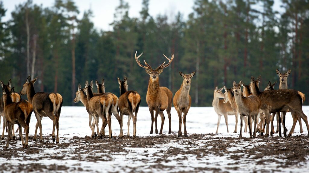 Herd of deers in a snowy forest in Belarus