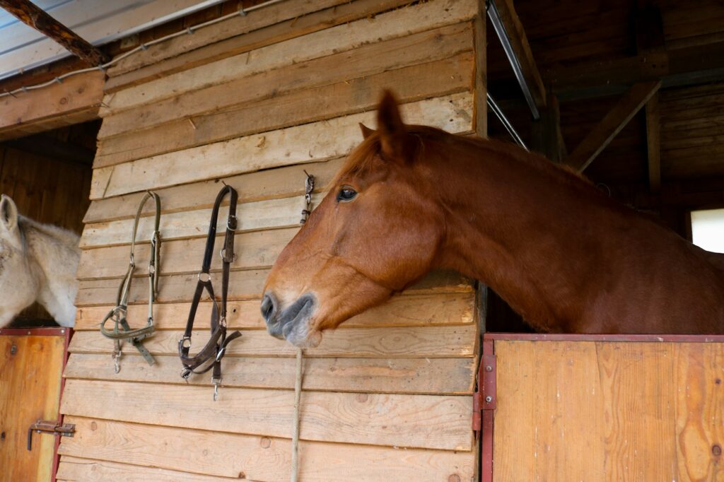 Horses