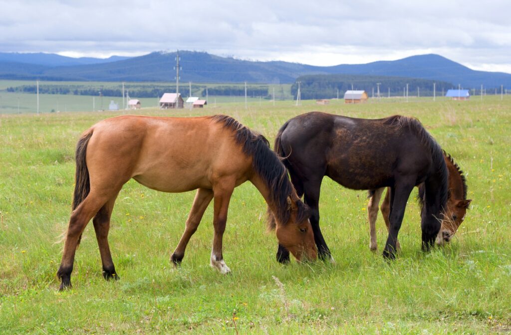 horses graze on the field.