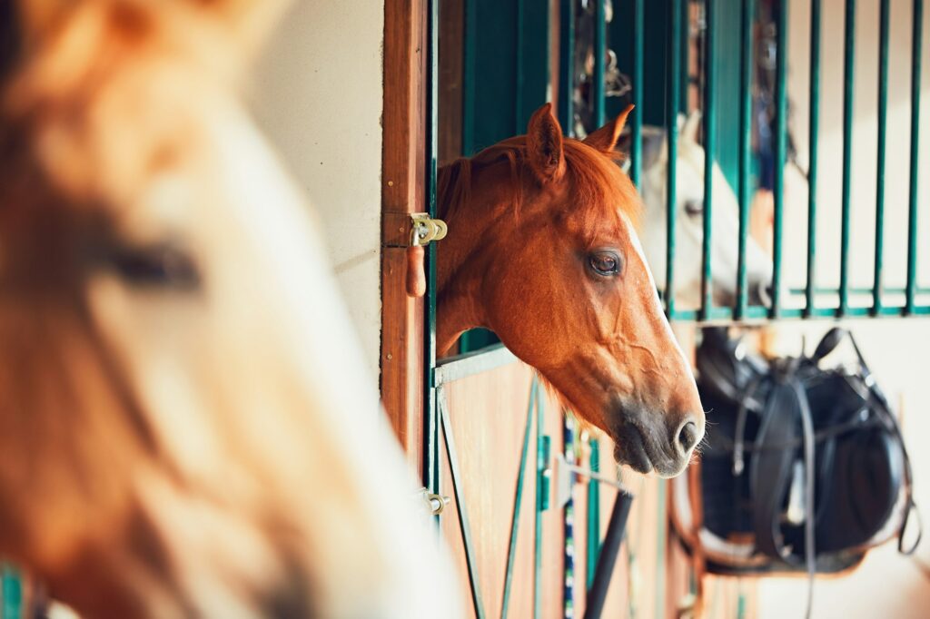 Horses in contemporary stable