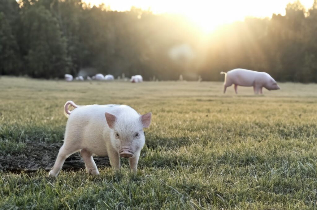 miniature pig in farm