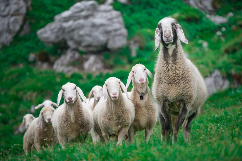 Mother sheep with the group