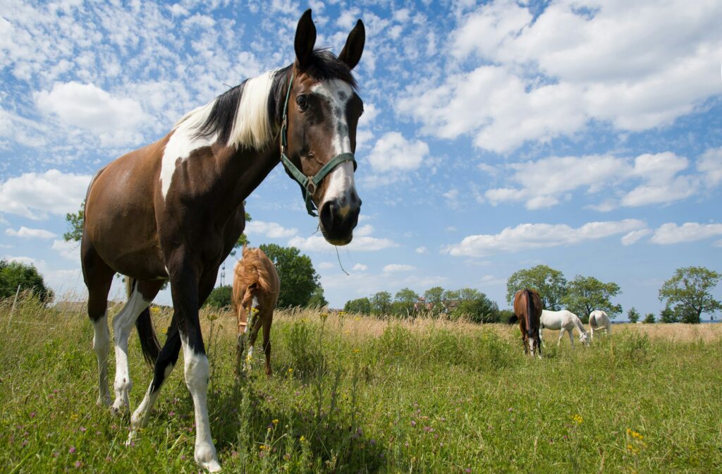 portrait horse