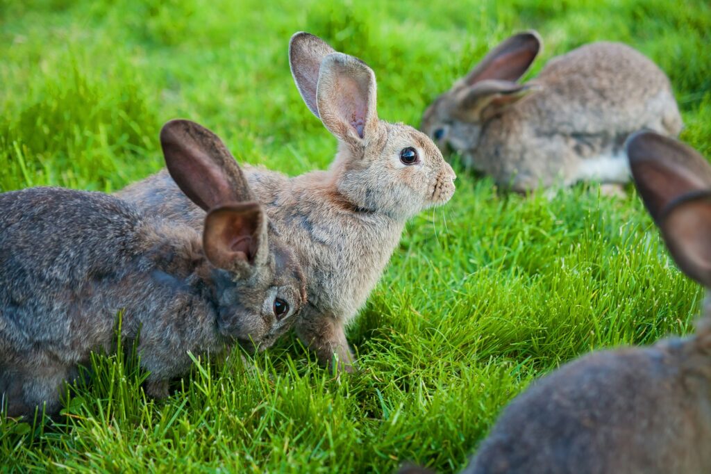 rabbits eat the grass in garden