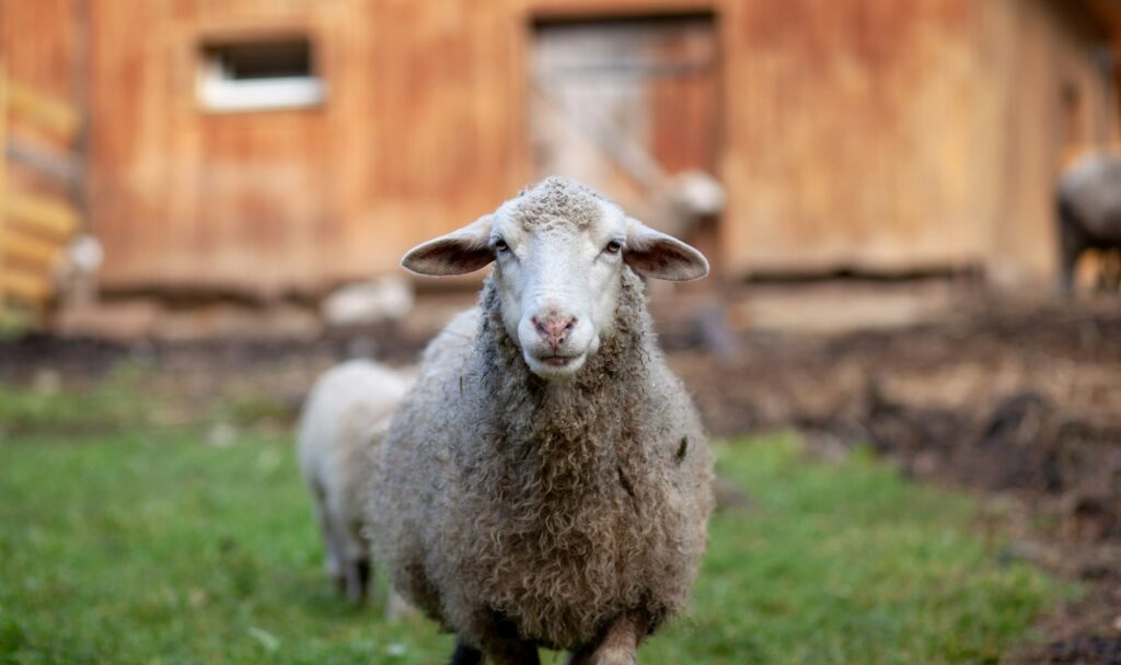 Sheep and lambs graze on the green grass. Sheep breeding. Housekeeping