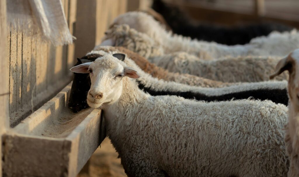 sheep on a village farm