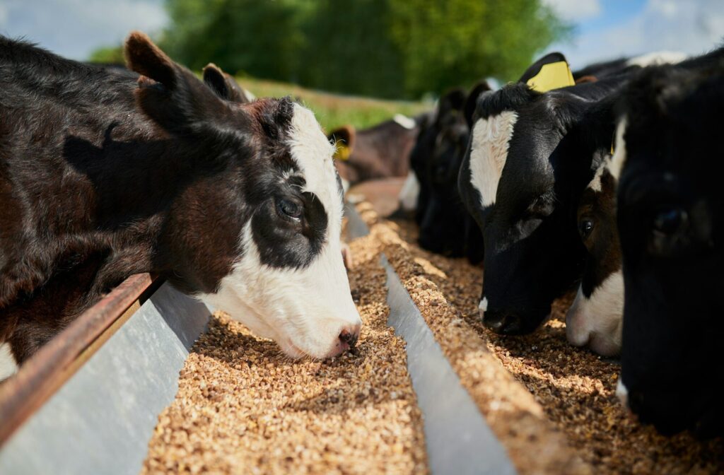 Shot of a herd of hungry dairy cows eating feed together outside on a farm