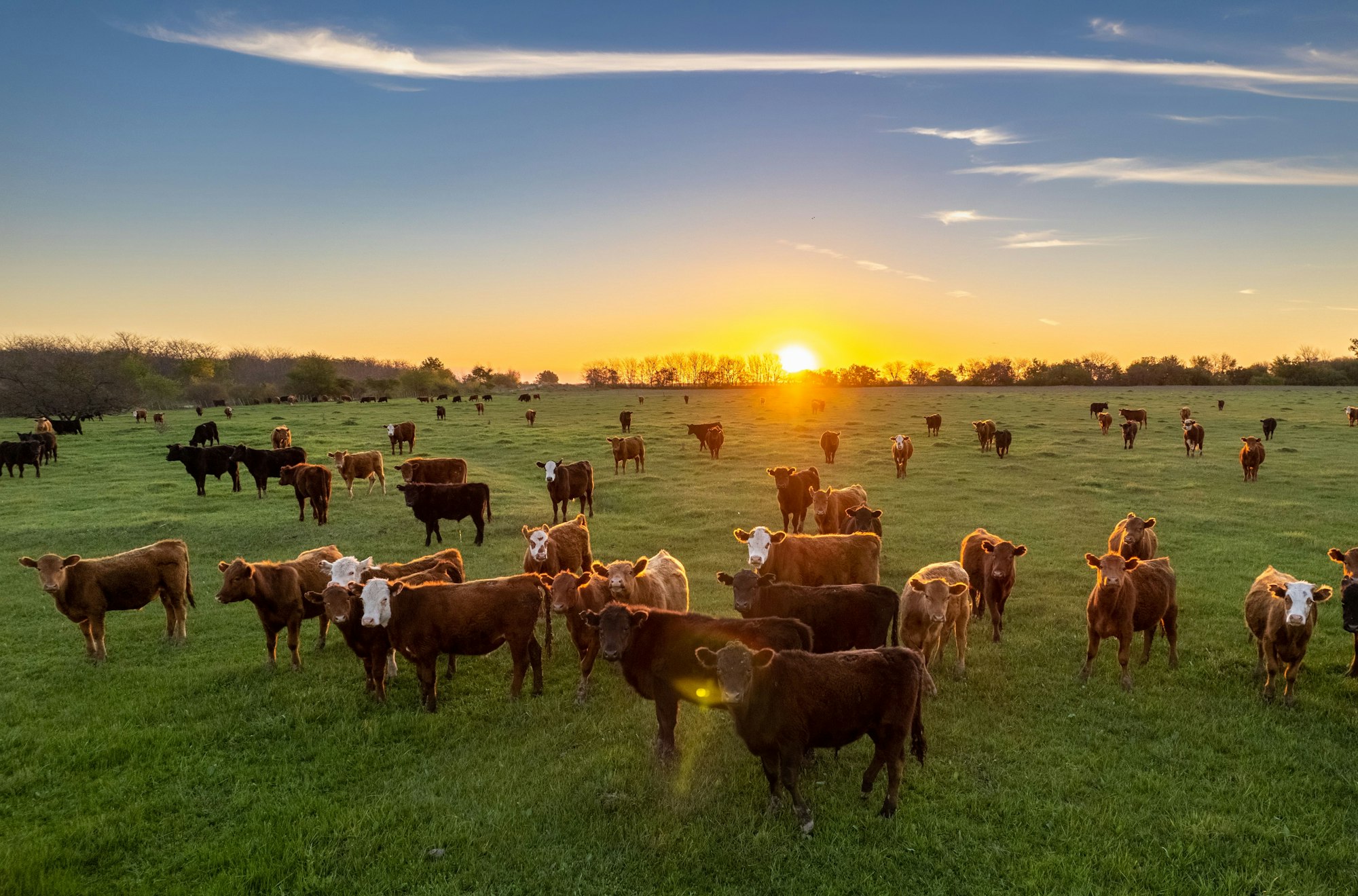 The sun sets on the horizon as cattle graze in the field.