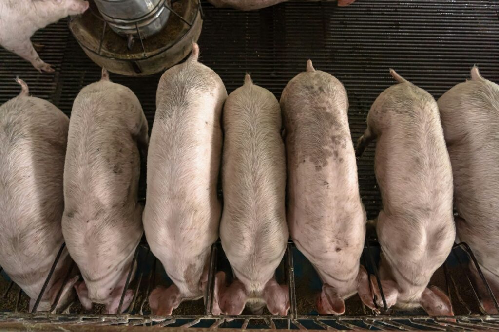 Top view of Young pigs in hog farms, Pig industry