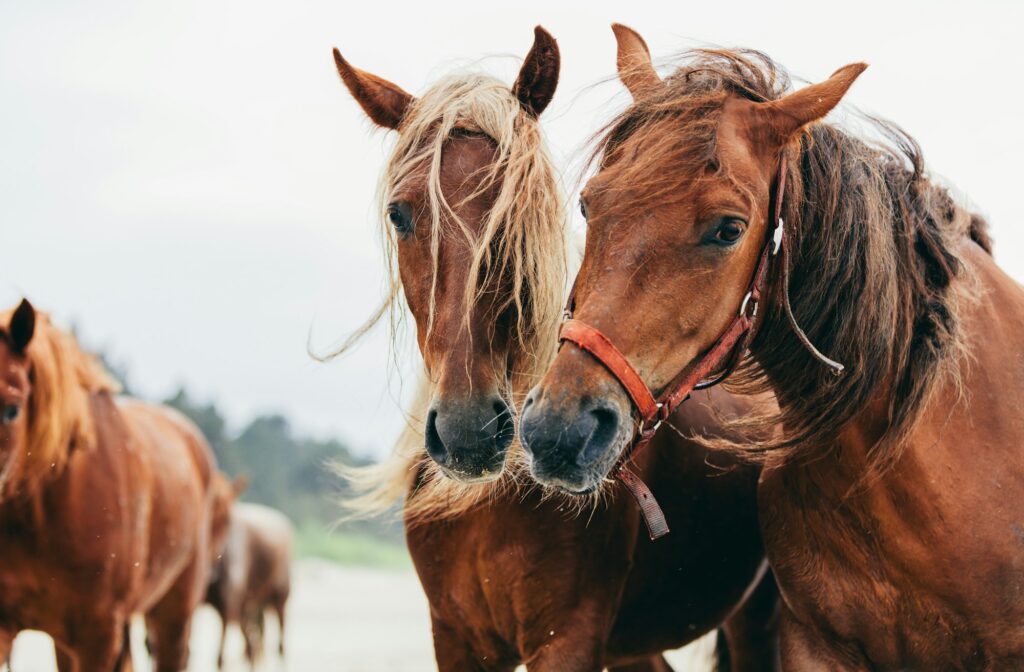 Two bay horses standing next to each other on the beach.