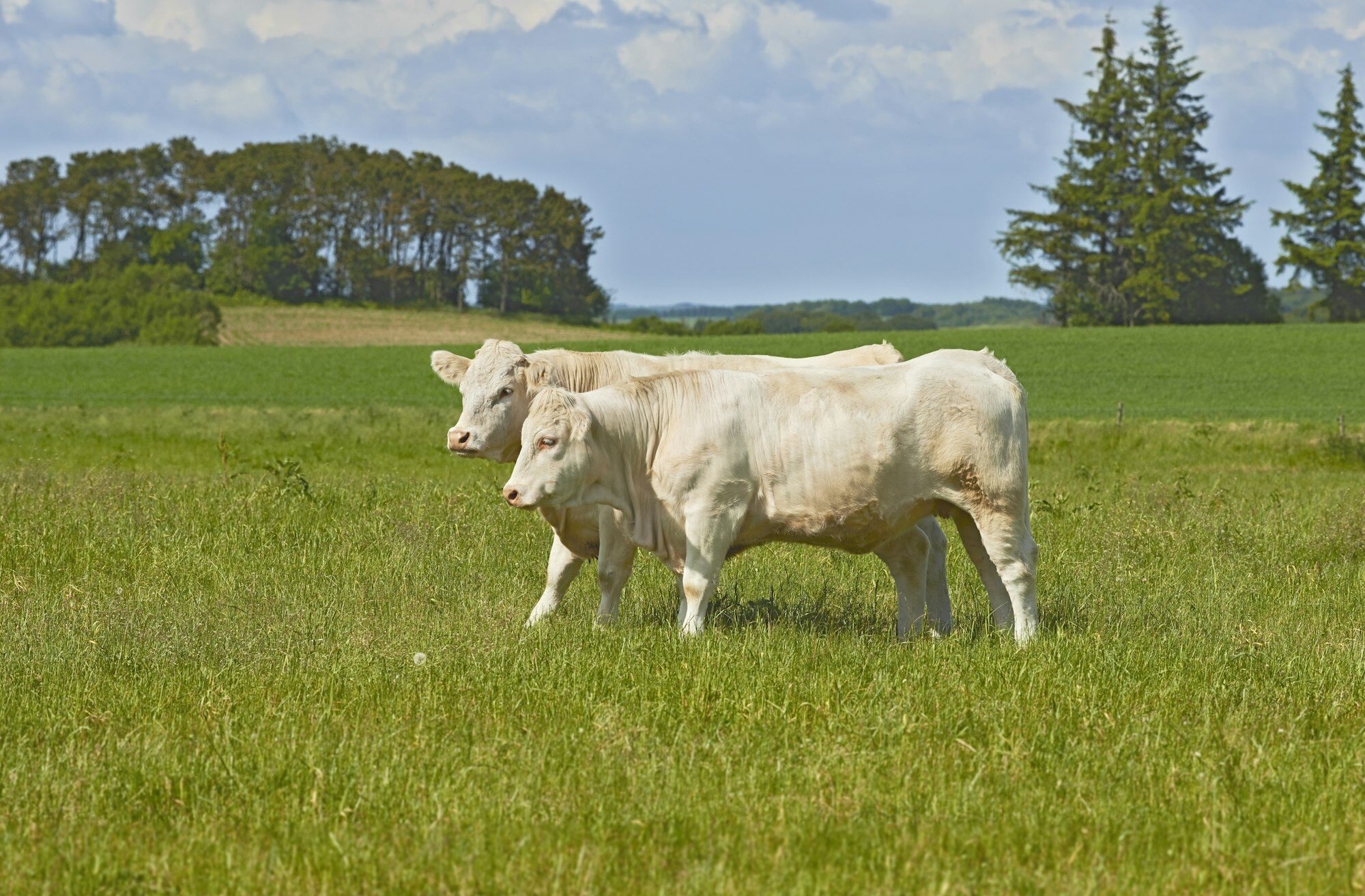 White cows - all white. White cows standing in farm pasture.